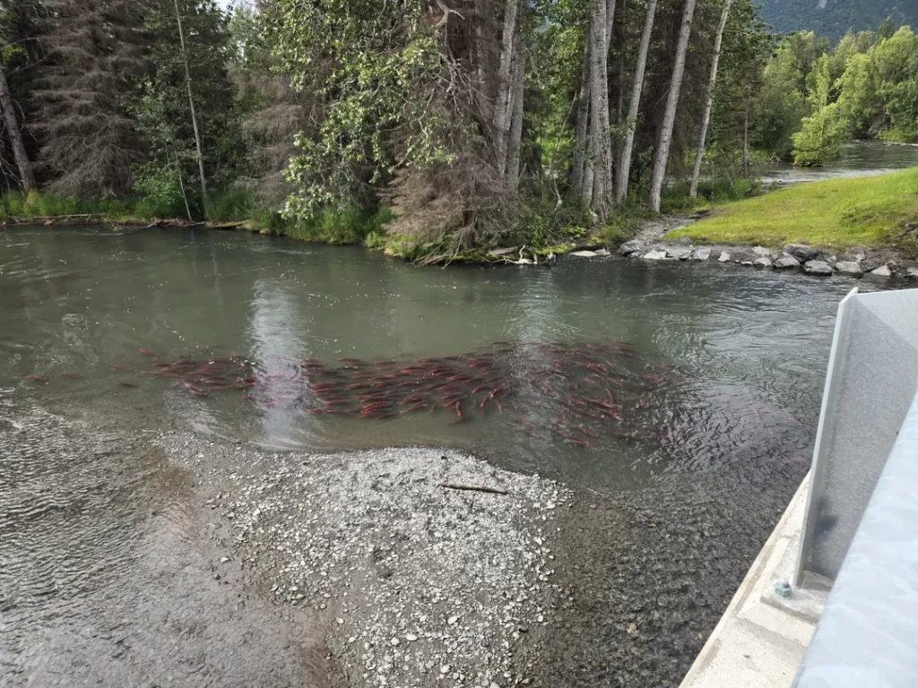 salmon spawning under quartz creek bridge